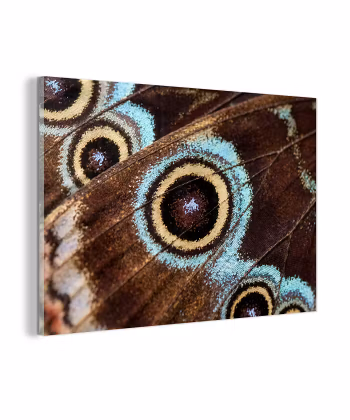 Glasbild - Flügel - Schmetterling - Blau
