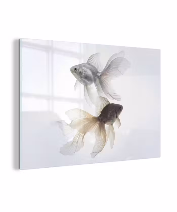 Glasbild - Goldfisch - Modern - Weiß