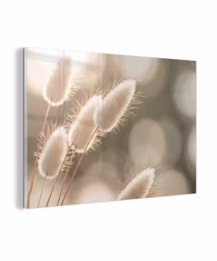 Glasbild - Haselschwanzgras - Weiß - Sonnenlicht