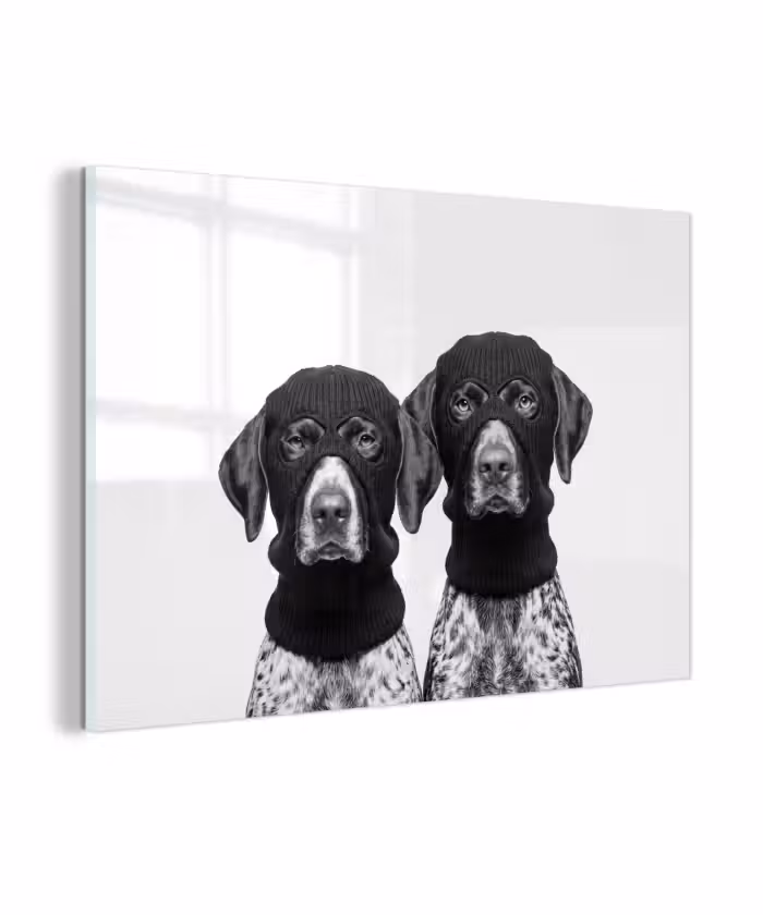 Glasbild - Hunde - Balaclava - Schwarz - Weiß