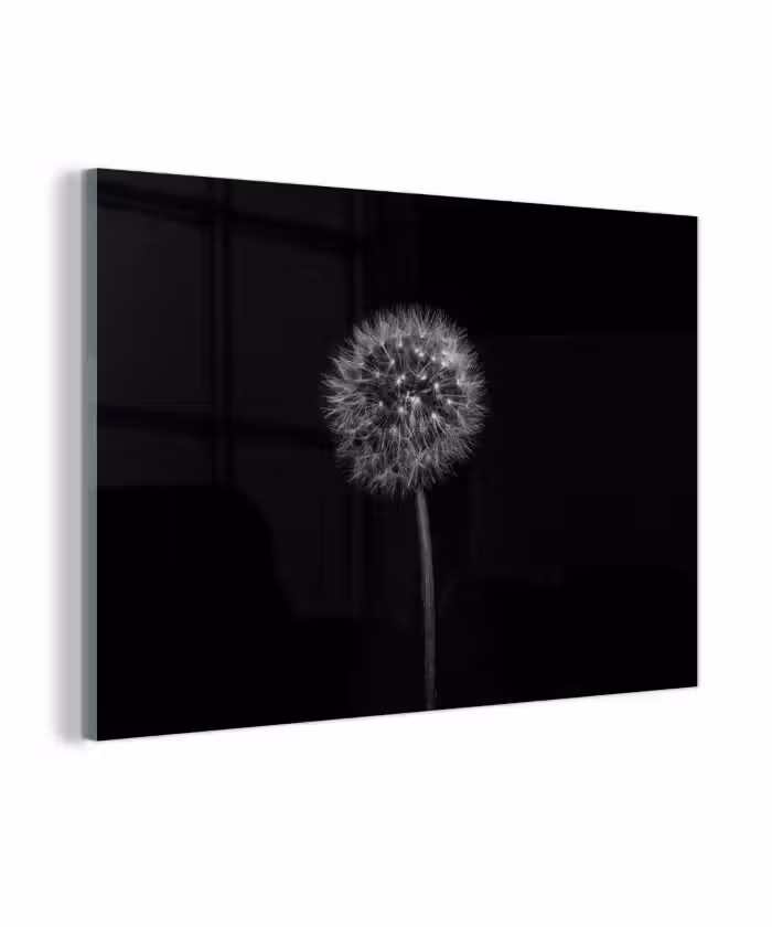 Glasbild - Löwenzahn - Schwarz - Floral - Botanisch