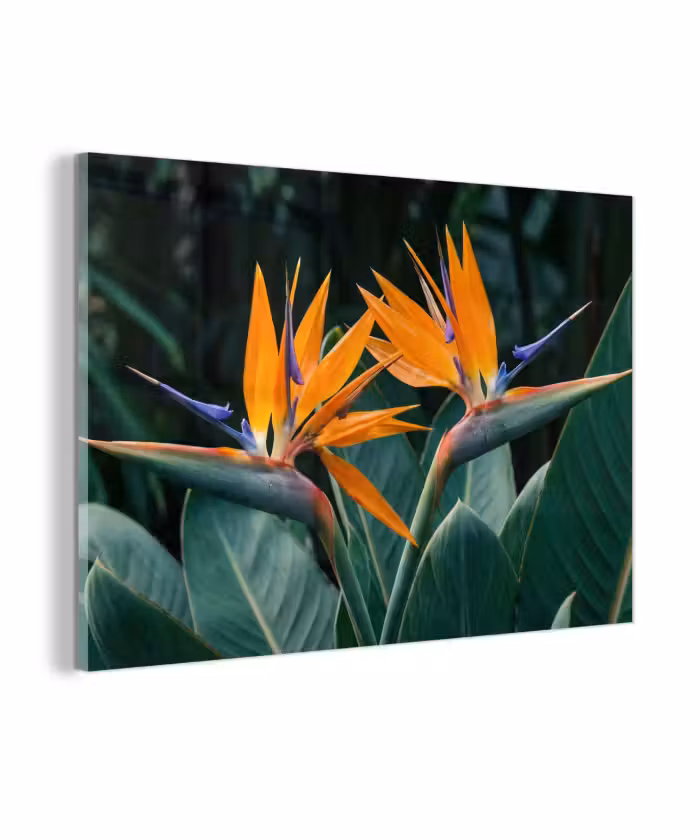 Glasbild - Paradiesvogel - Blume - Exotisch