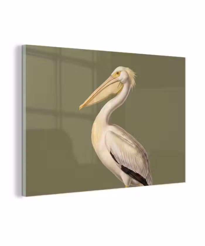 Glasbild - Pelikan - Weiß - Vogel - Klassisch - Natur
