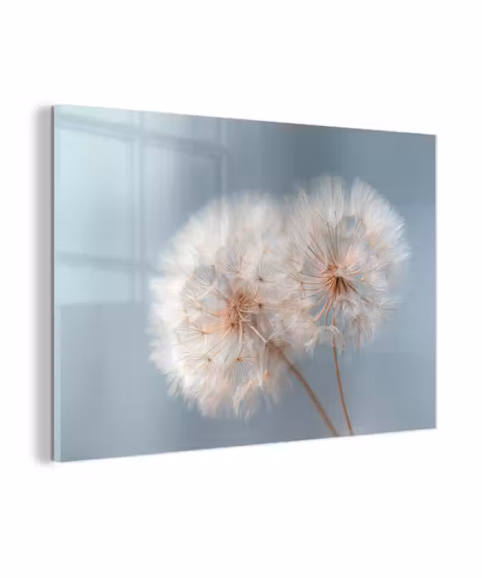 Glasbild - Pusteblumen - Flauschig - Weiß