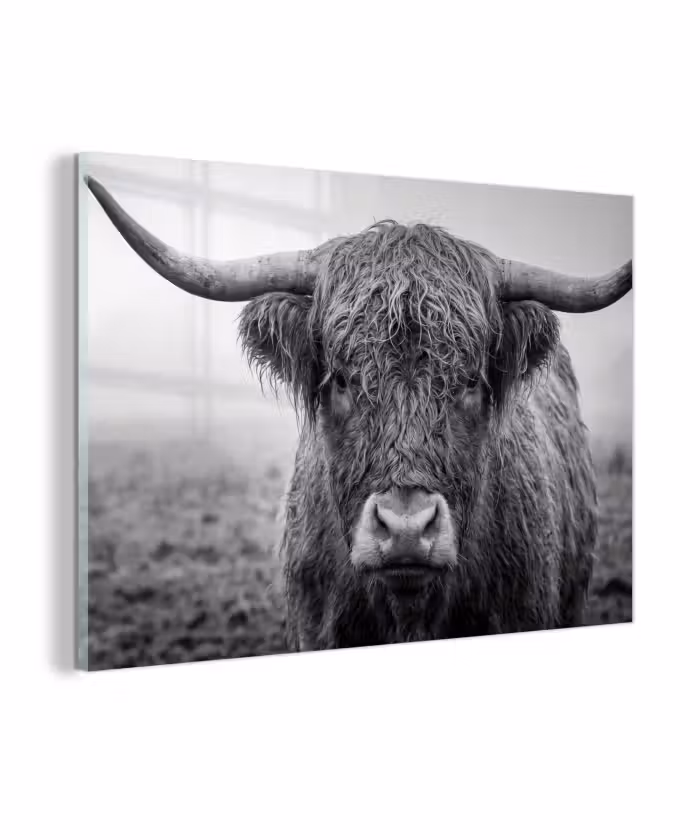 Glasbild - Schottischer Highlander - Schwarz - Weiß - Gras