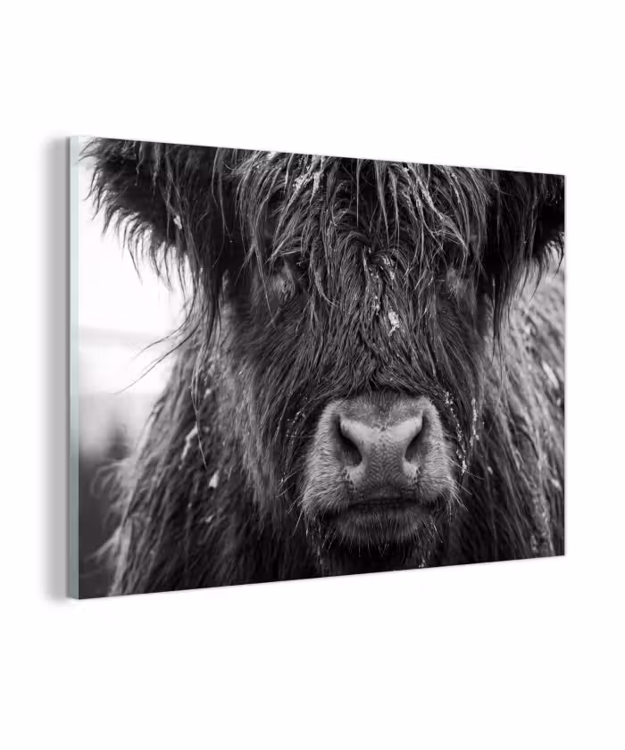 Glasbild - Schottischer Highlander - Schwarz - Weiß - Schneeflocken