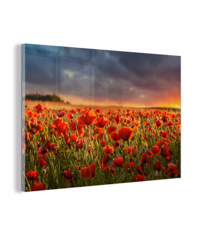 Glasbild - Sonnenuntergang – Mohnblumen – Rot – Blumen – Feld – Natur