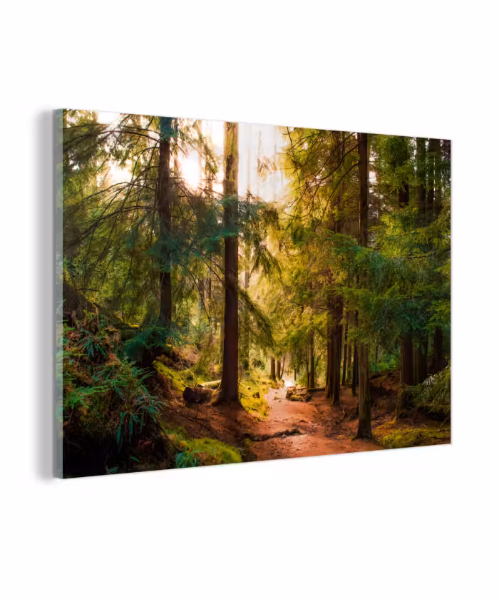 Glasbild - Wald - Weg - Bäume - Grün - Sonne - Natur