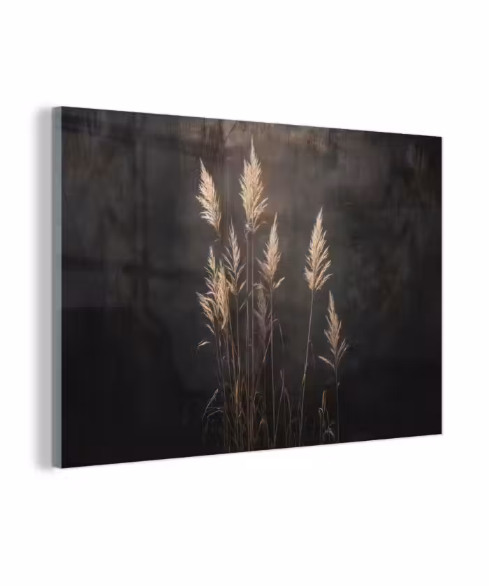 Glasbild - Ziergras - Federn - Beleuchtung - Schwarz
