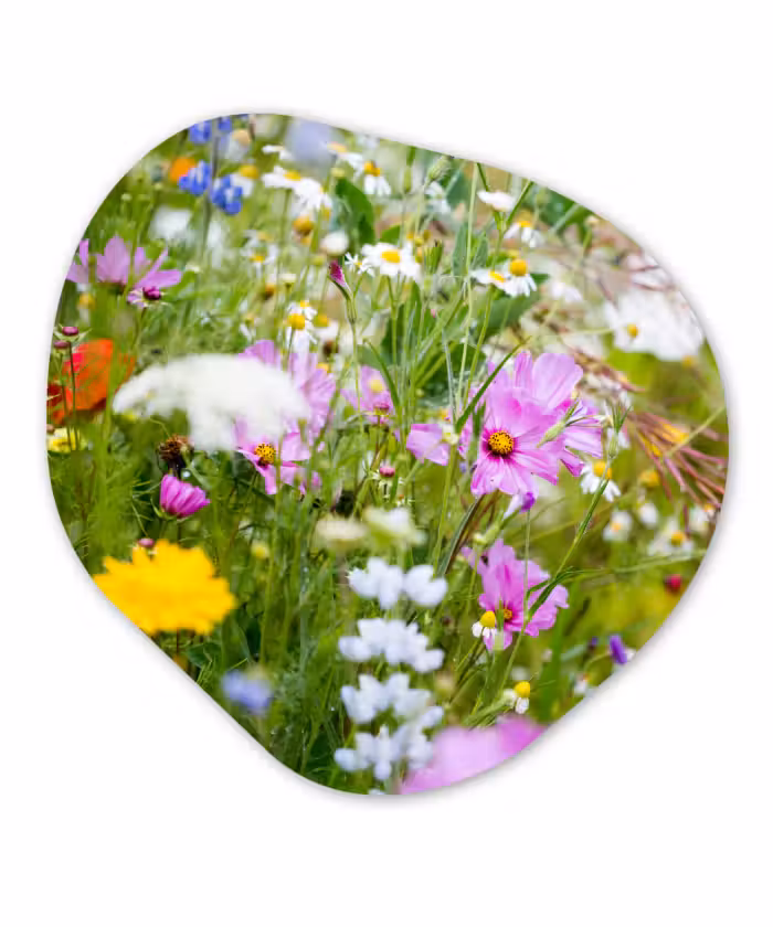 Forexbild Organische Form - Blumen - Natur - Grün - Gras - Lila - Weiß