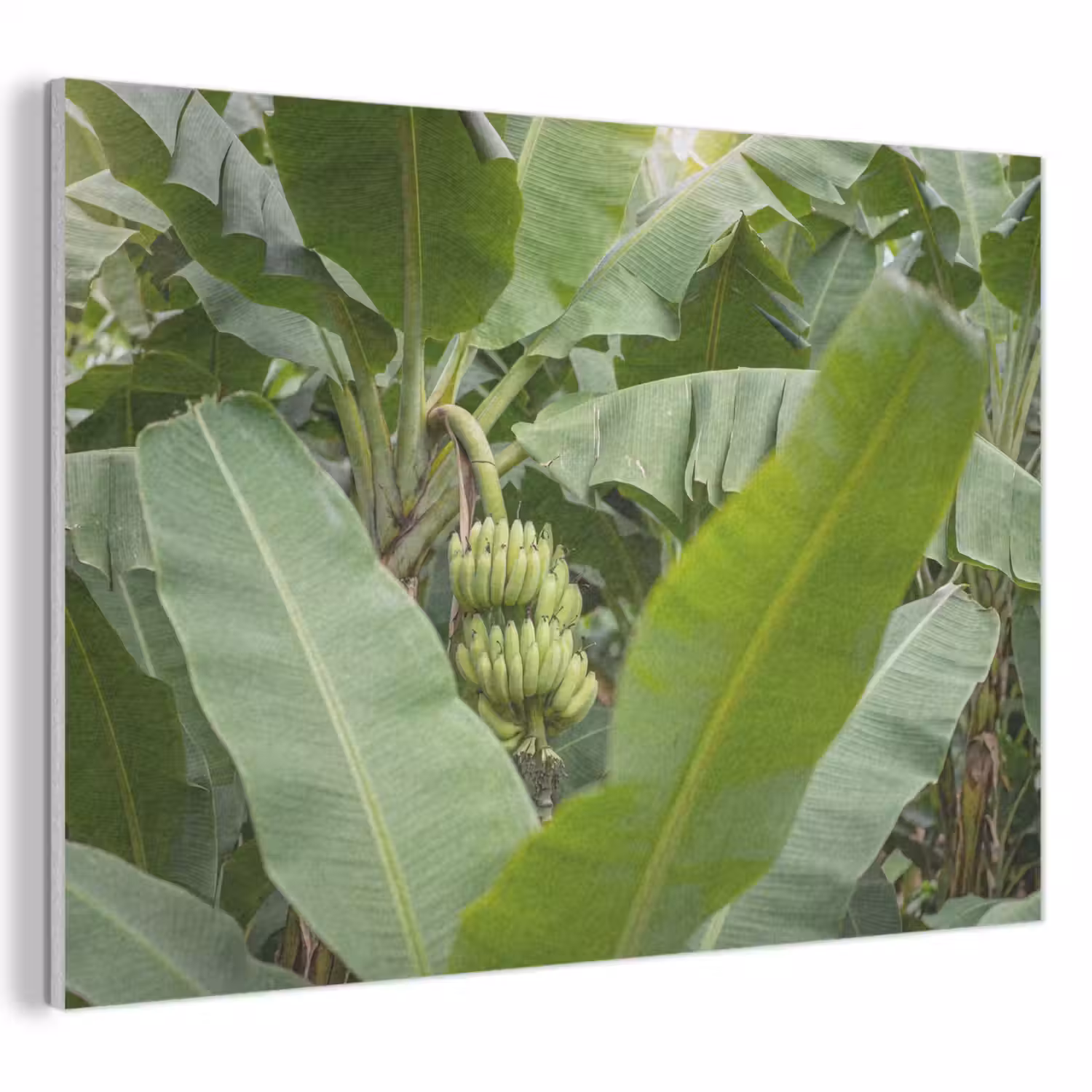 Eten - Bananen - Plantage - Groen PET vilt klein -3d