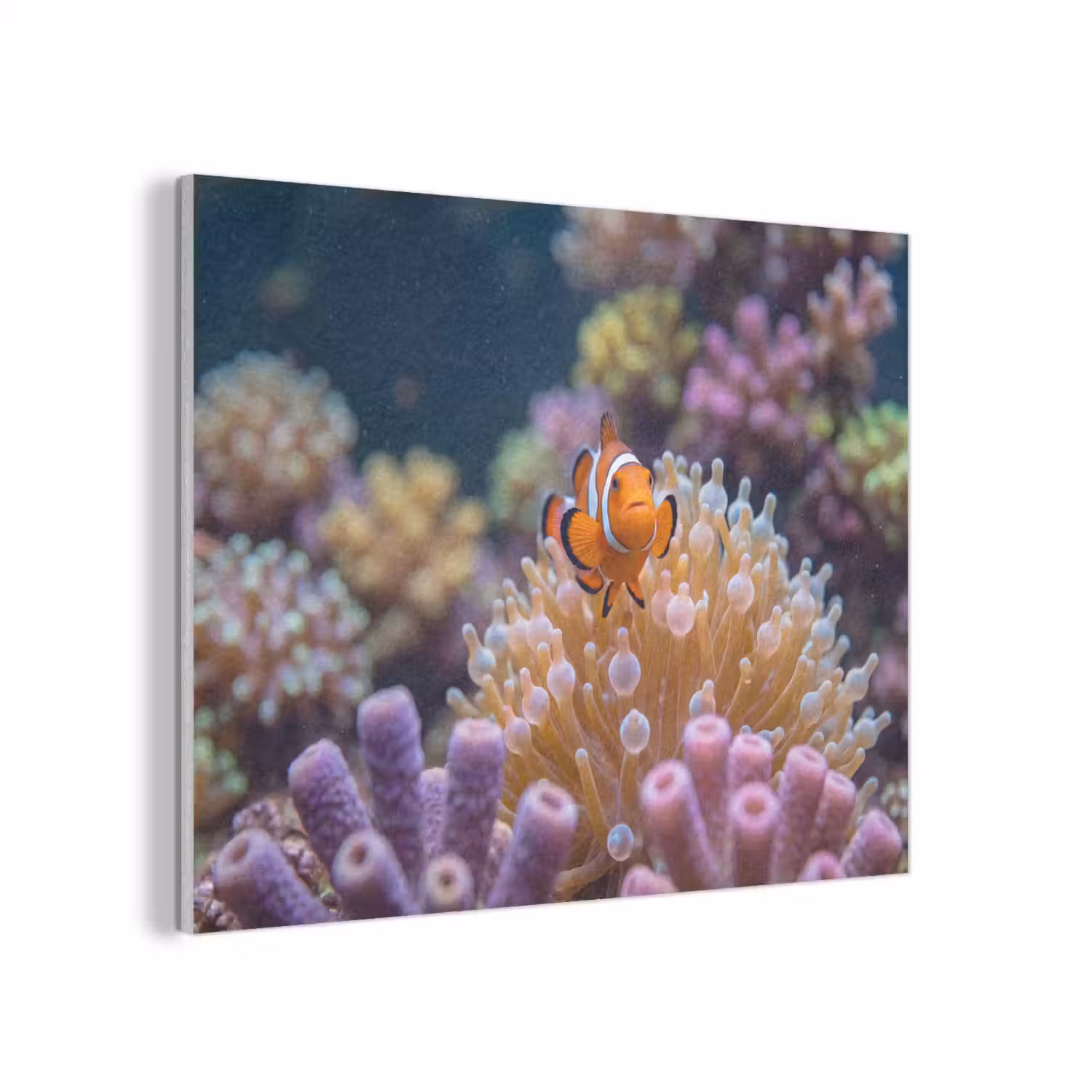 Vis - Koraal - Onderwater - Oranje - Dieren PET vilt klein -3d