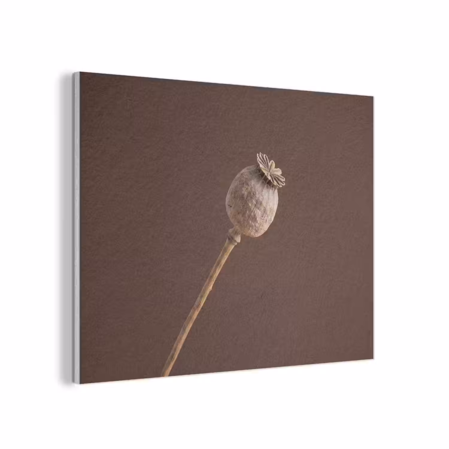 Papaverbol - Droogbloem - Bruin - Minimalistisch PET vilt klein -3d