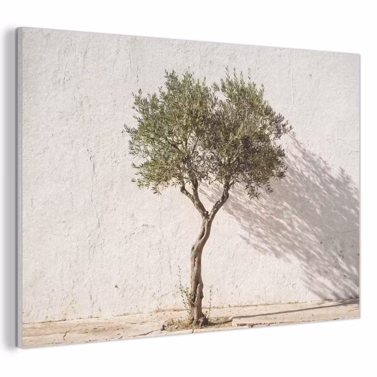 Akustikbild - Olivenbaum – Wand – weiß - Olijfboom - muur - wit PET vilt klein