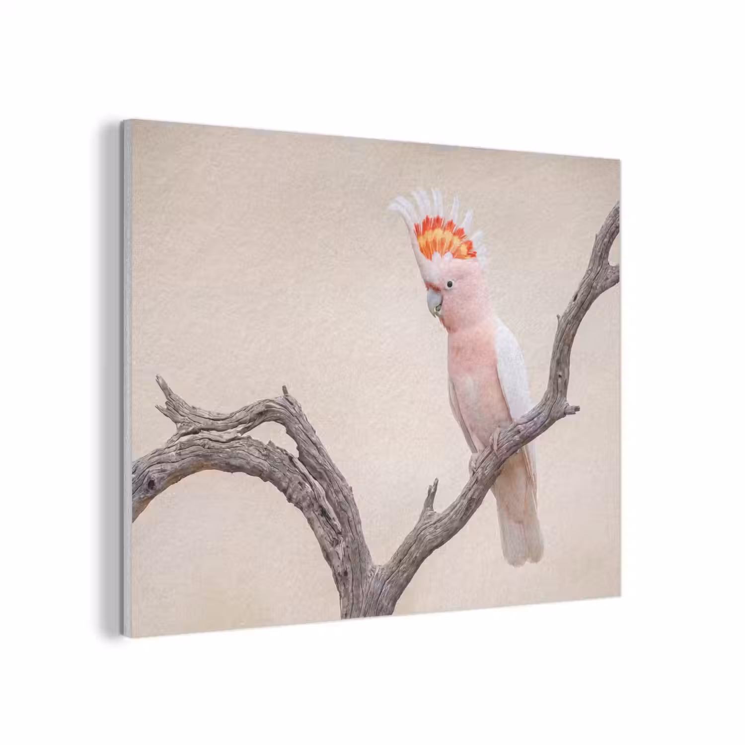 Papagaai - Tak - Roze PET vilt klein -3d