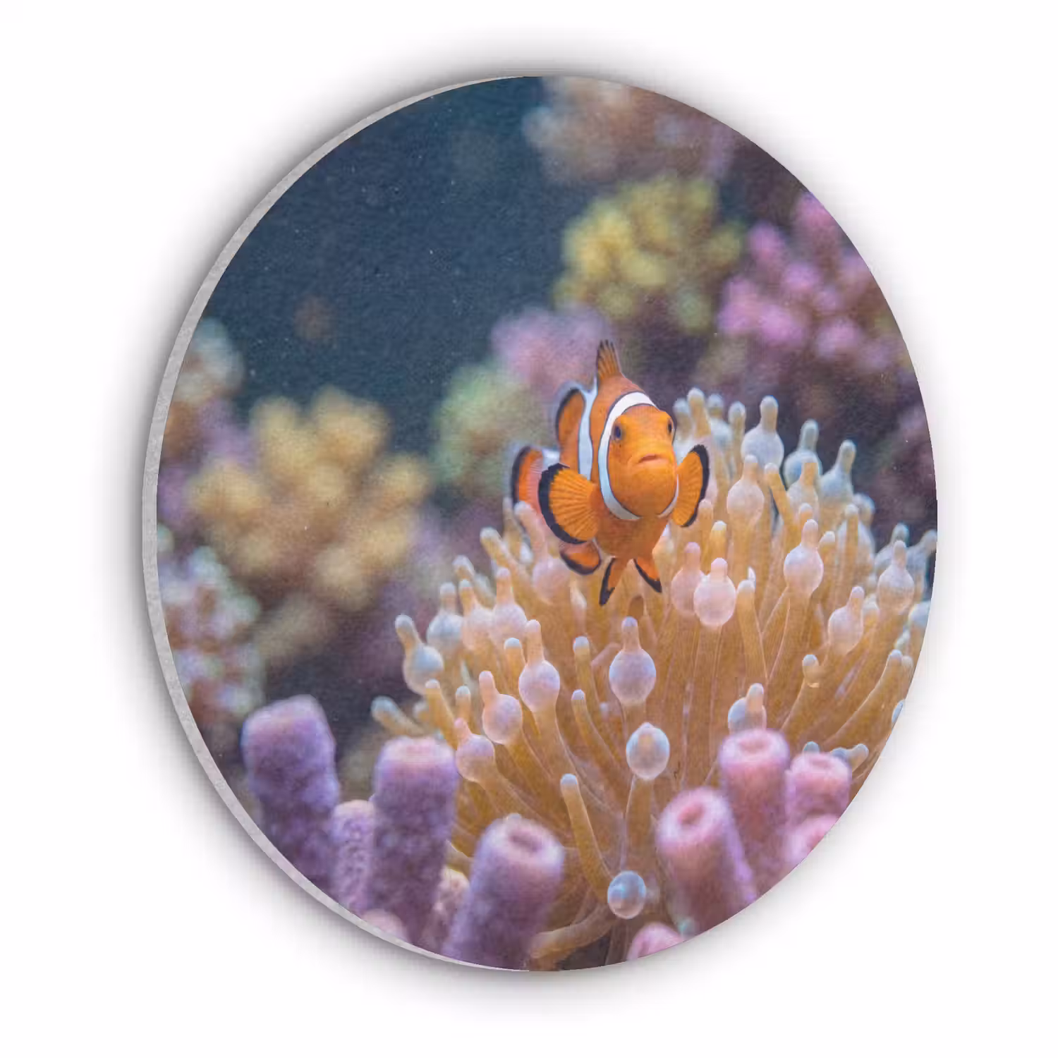 Vis - Koraal - Onderwater - Oranje - Dieren Akoestische PET Vilt - Rond klein -3d