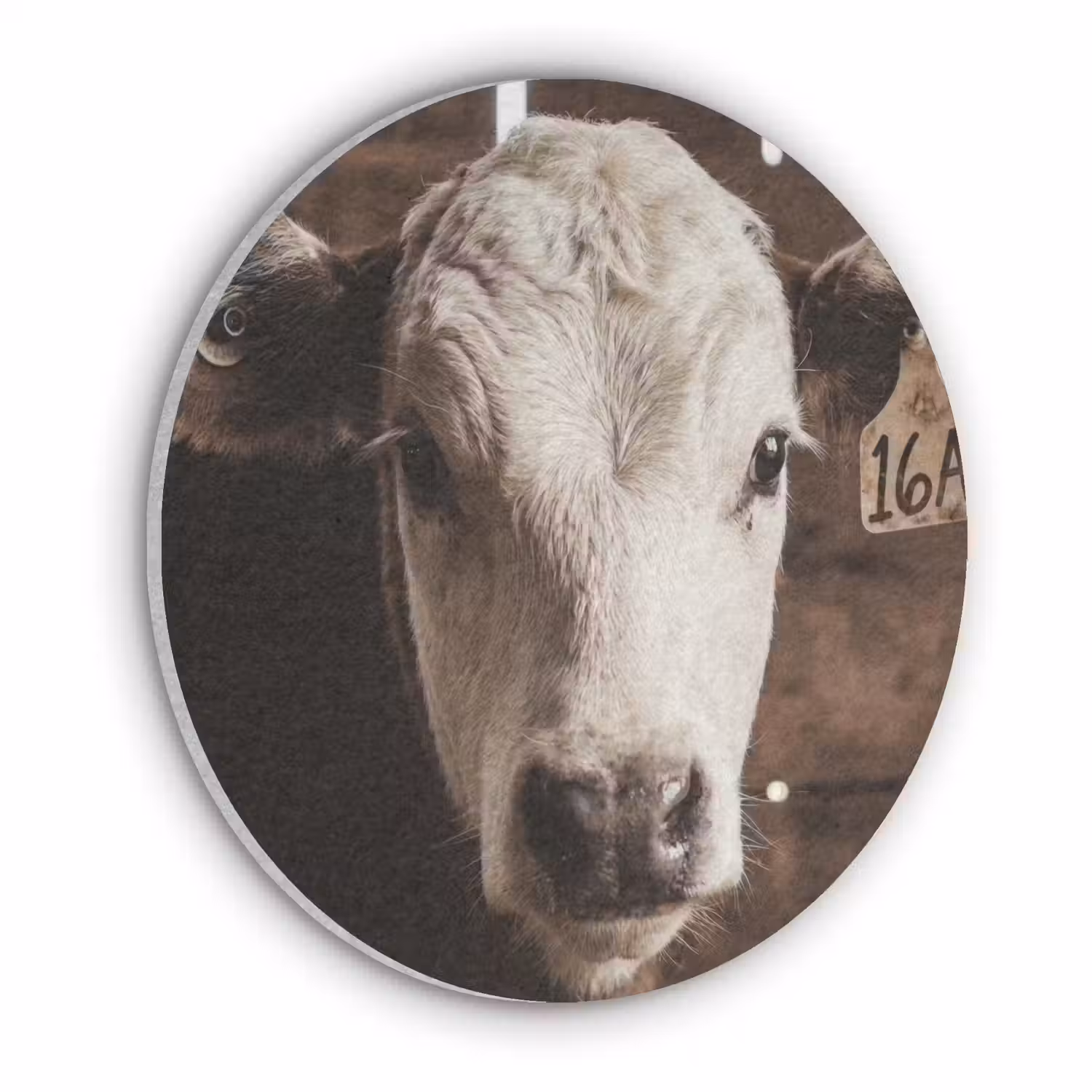 Kalf - Oormerk - Houten stal Akoestische PET Vilt - Rond klein -3d