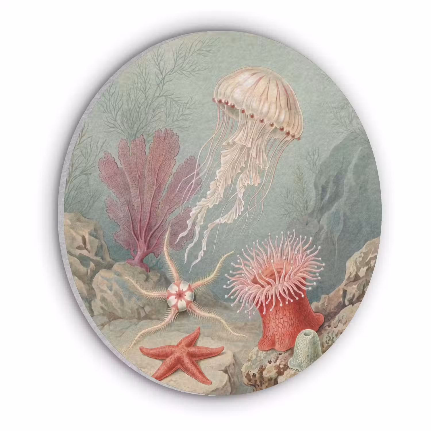 Zeeleven - Kwal - Onderwater - Illustratie - Beige Akoestische PET Vilt - Rond klein -3d