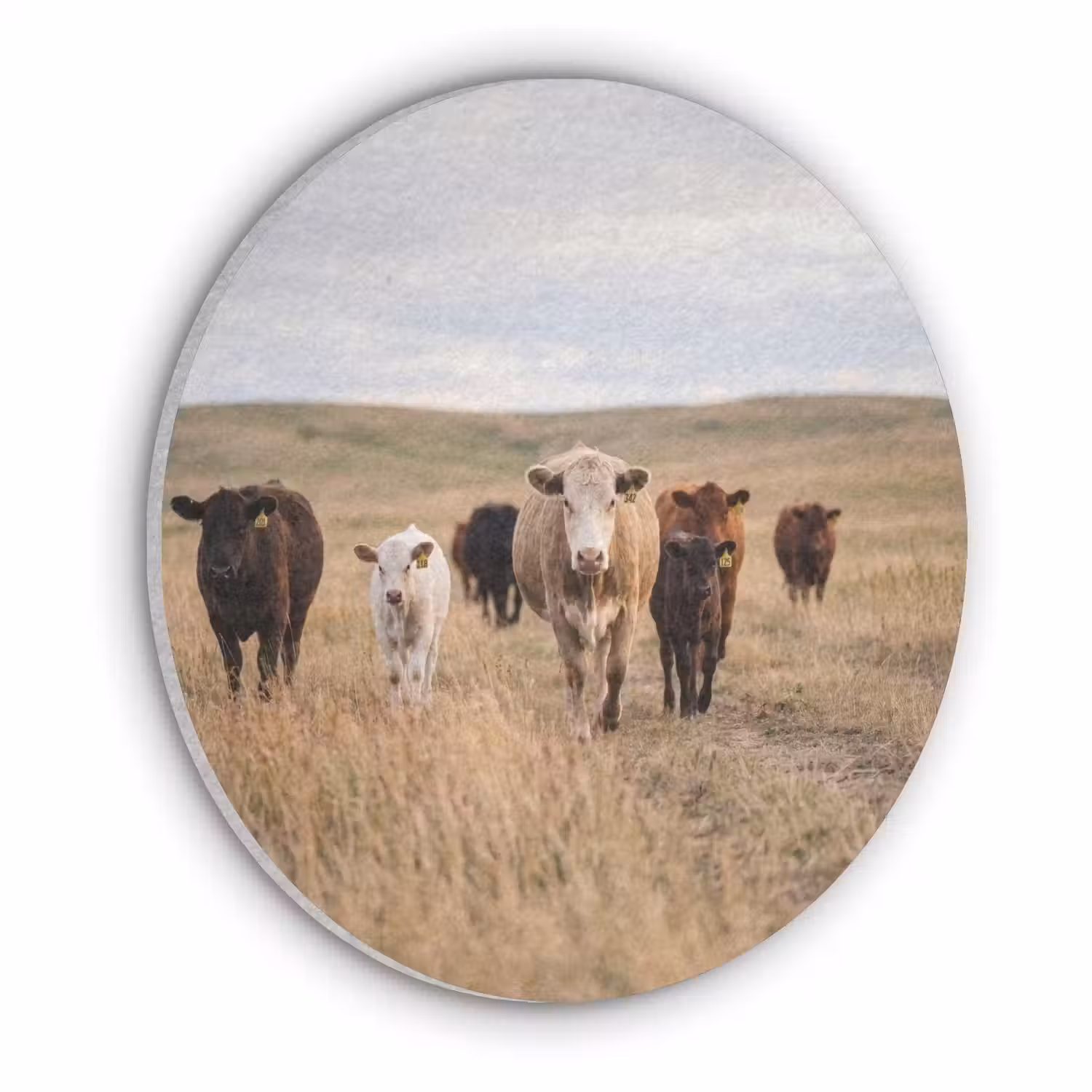 Runderen - Kudde - Landschap - Weide - Rustig Akoestische PET Vilt - Rond klein -3d