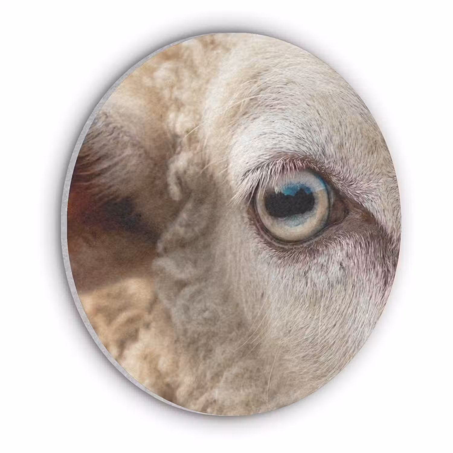Schaap - Oog - Wit Akoestische PET Vilt - Rond klein -3d