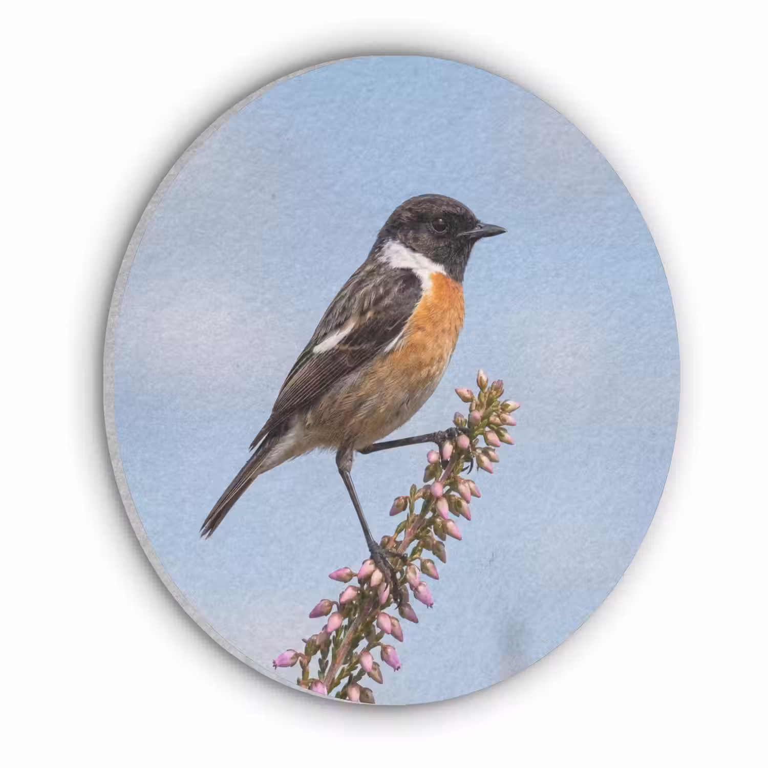 Roodborsttapuit - Heide - Paars - Natuur - Sfeervol Akoestische PET Vilt - Rond klein -3d