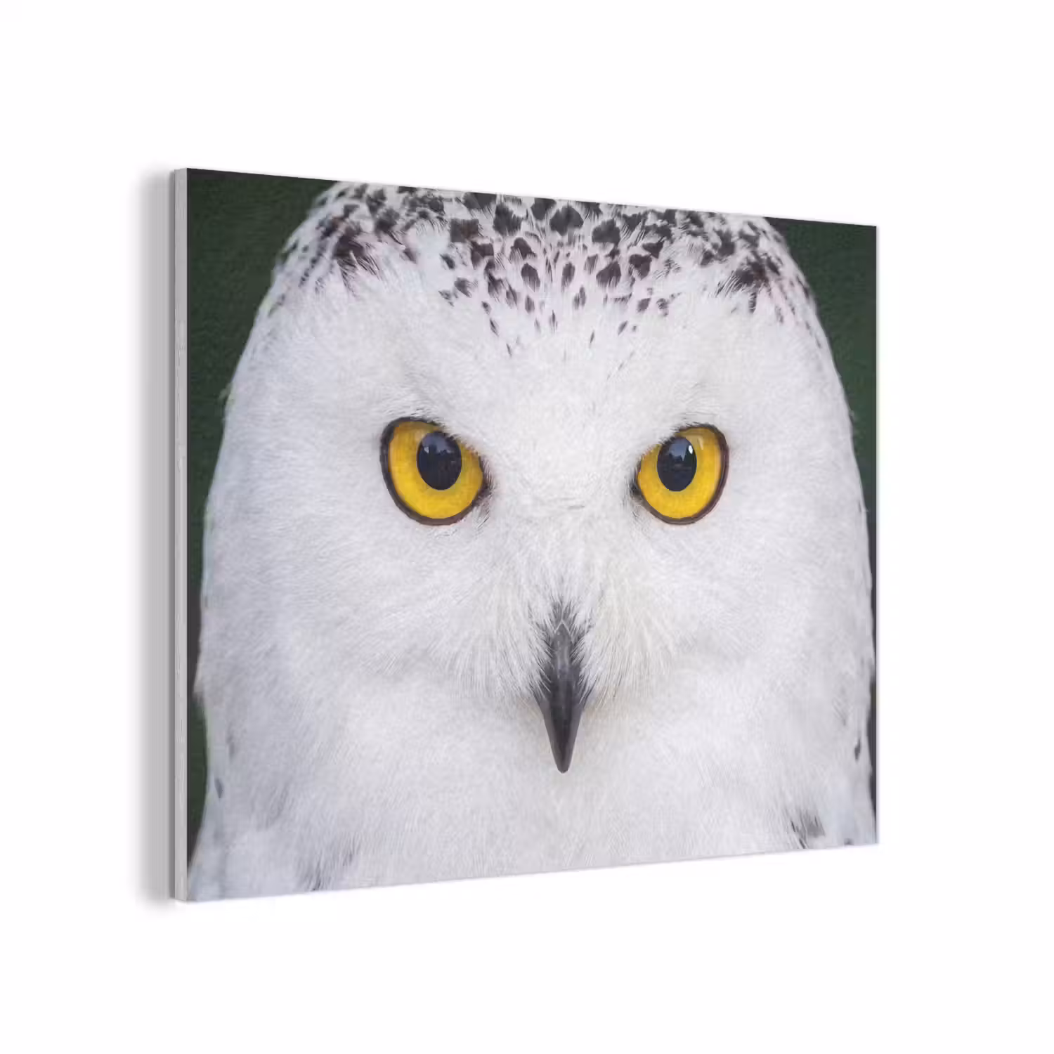Sneeuwuil - Portret - Geel PET vilt klein -3d