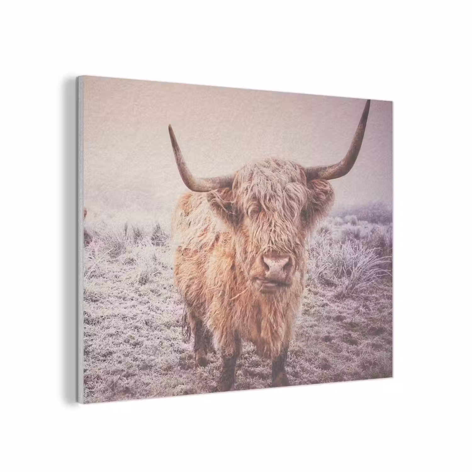 Schotse hooglanders - Licht - Lucht - Natuur PET vilt klein -3d