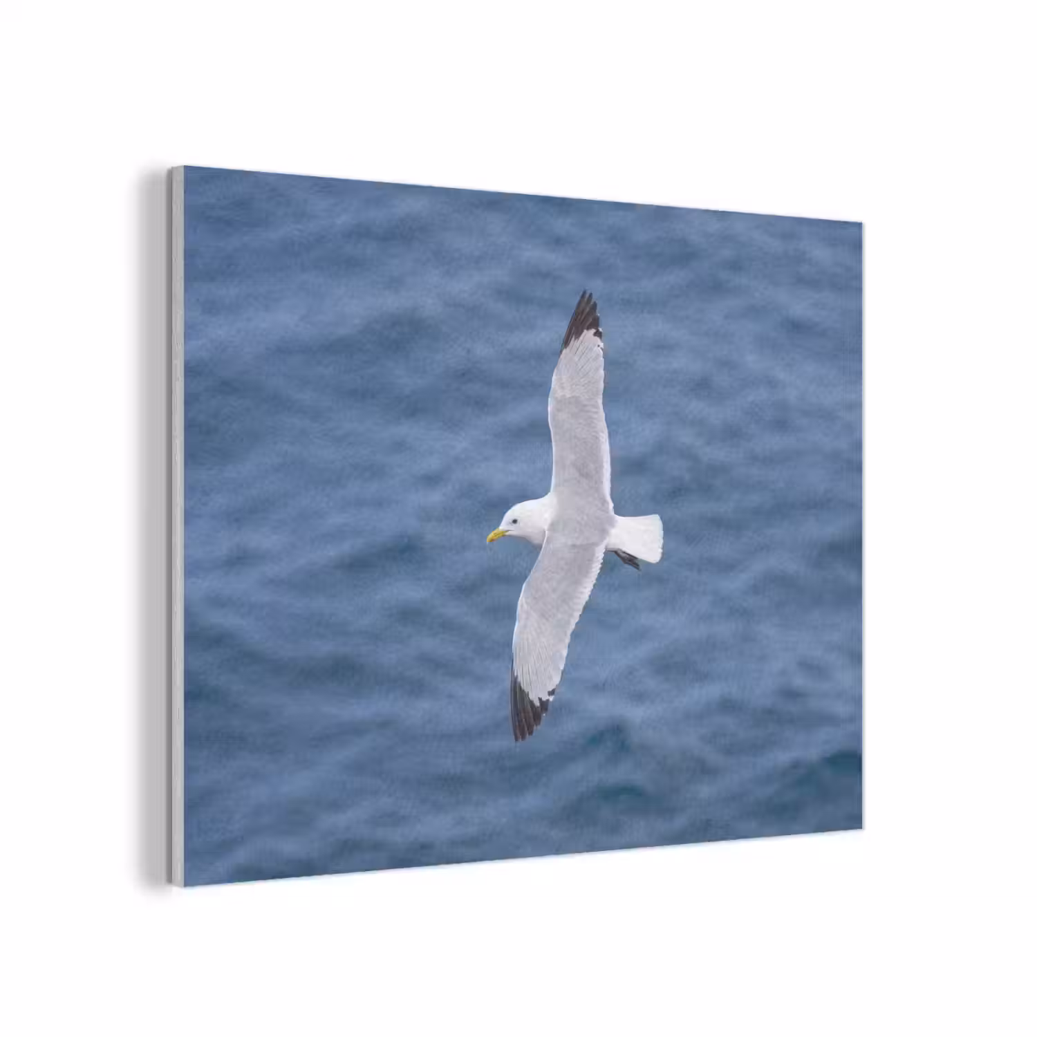 Zeemeeuw - Oceaan - Blauw PET vilt klein -3d