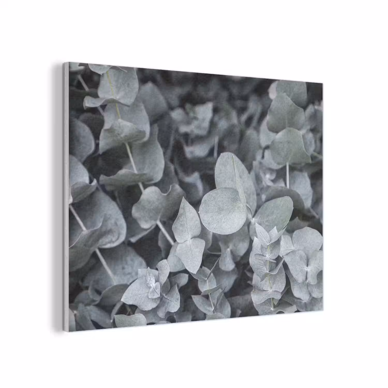 Natuur - Planten - Eucalyptus - Bladeren PET vilt klein -3d