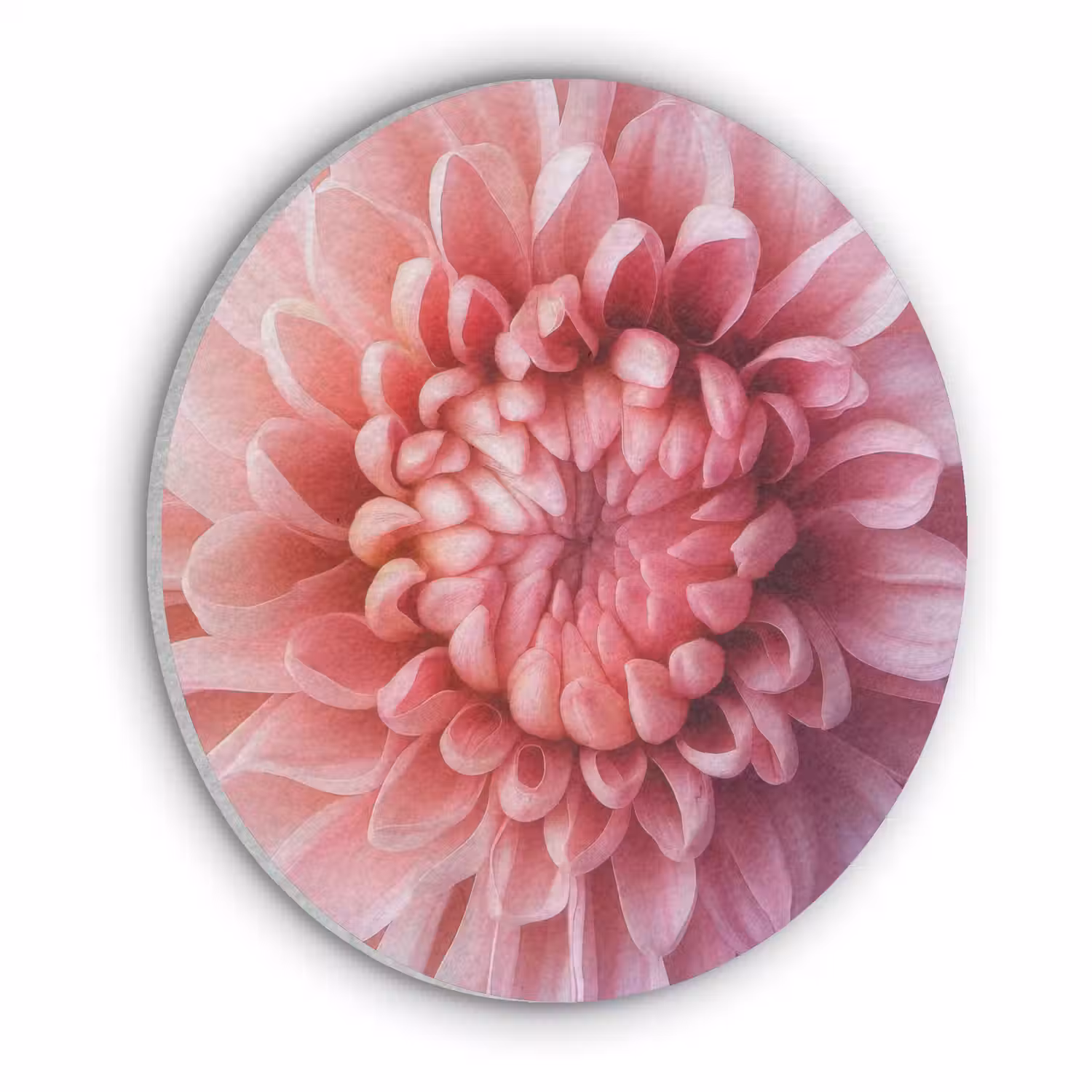 Dahlia - Bloem - Close up - Roze Akoestische PET Vilt - Rond klein -3d