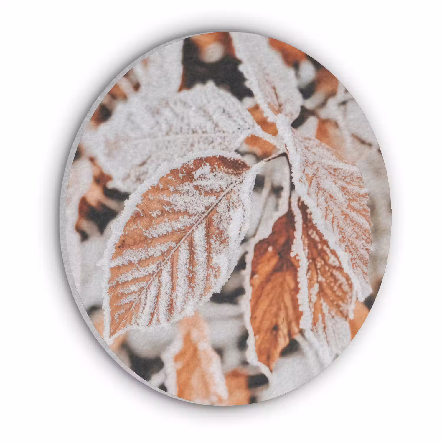 Bladeren - IJs - Winter - Natuur Akoestische PET Vilt - Rond klein -3d