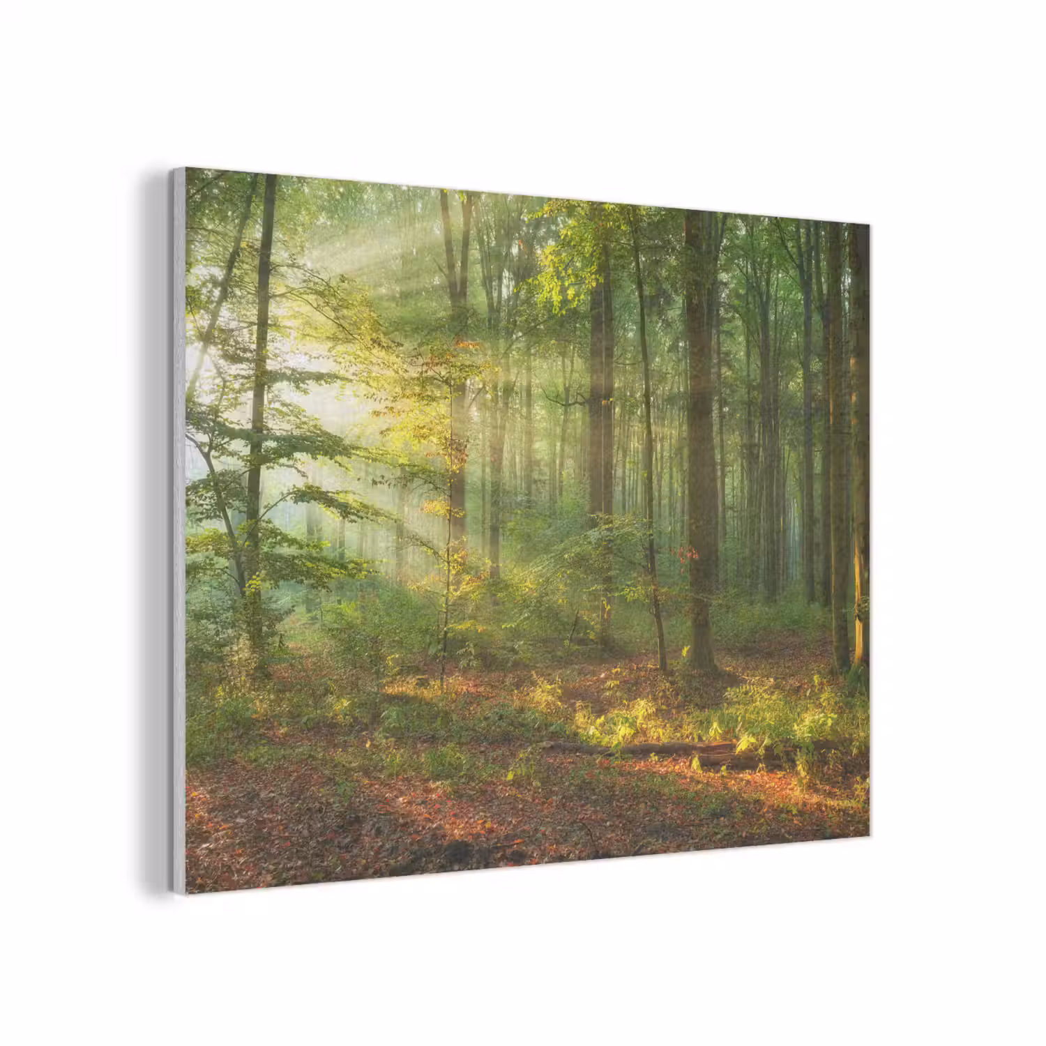 Zon - Bos - Bomen - Natuur - Herfst PET vilt klein -3d