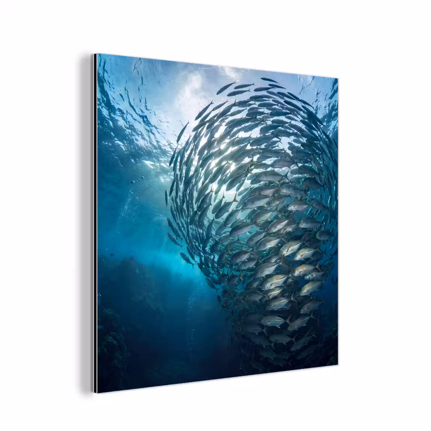 Vis - School - Oceaan - Natuur - Blauw aluminium wit klein -3d
