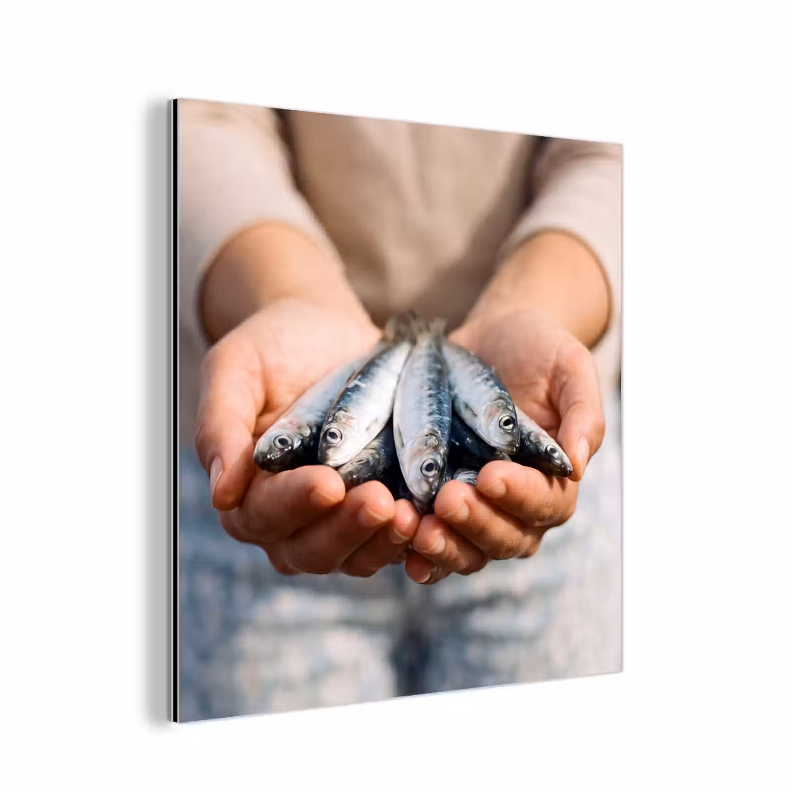 Alu-Dibond-Bild - Fisch – Hände – Natur — 1