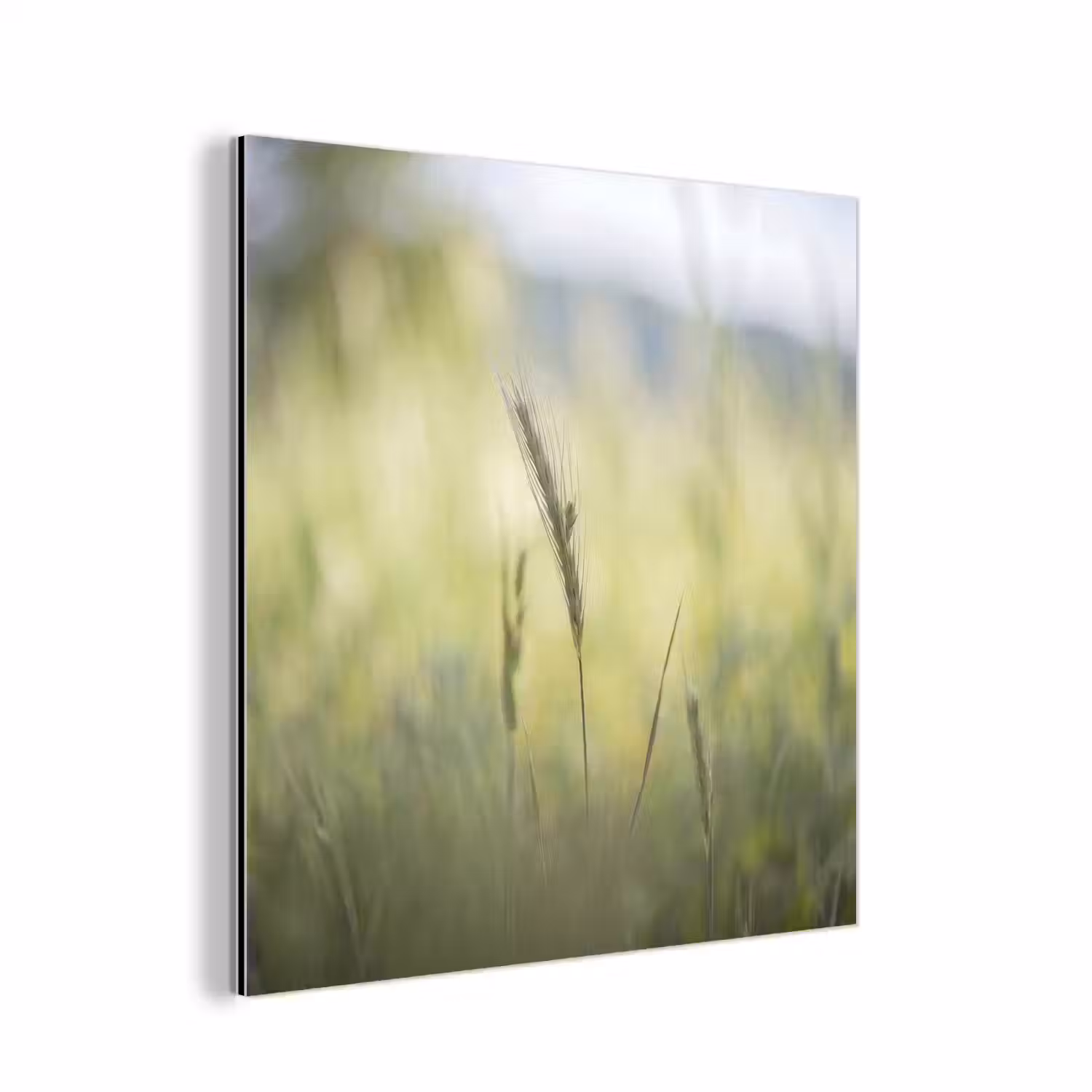 Graan - Aar - Natuur - Groen - Detail aluminium wit klein -3d