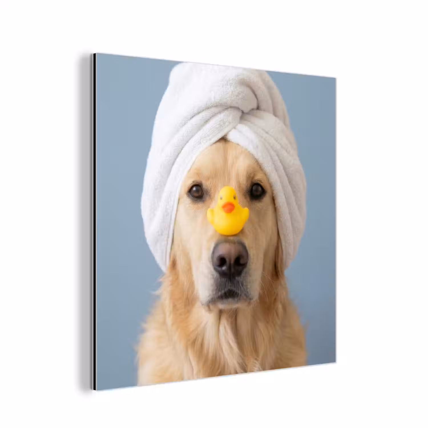 Hond - Badeend - Geel aluminium wit klein -3d