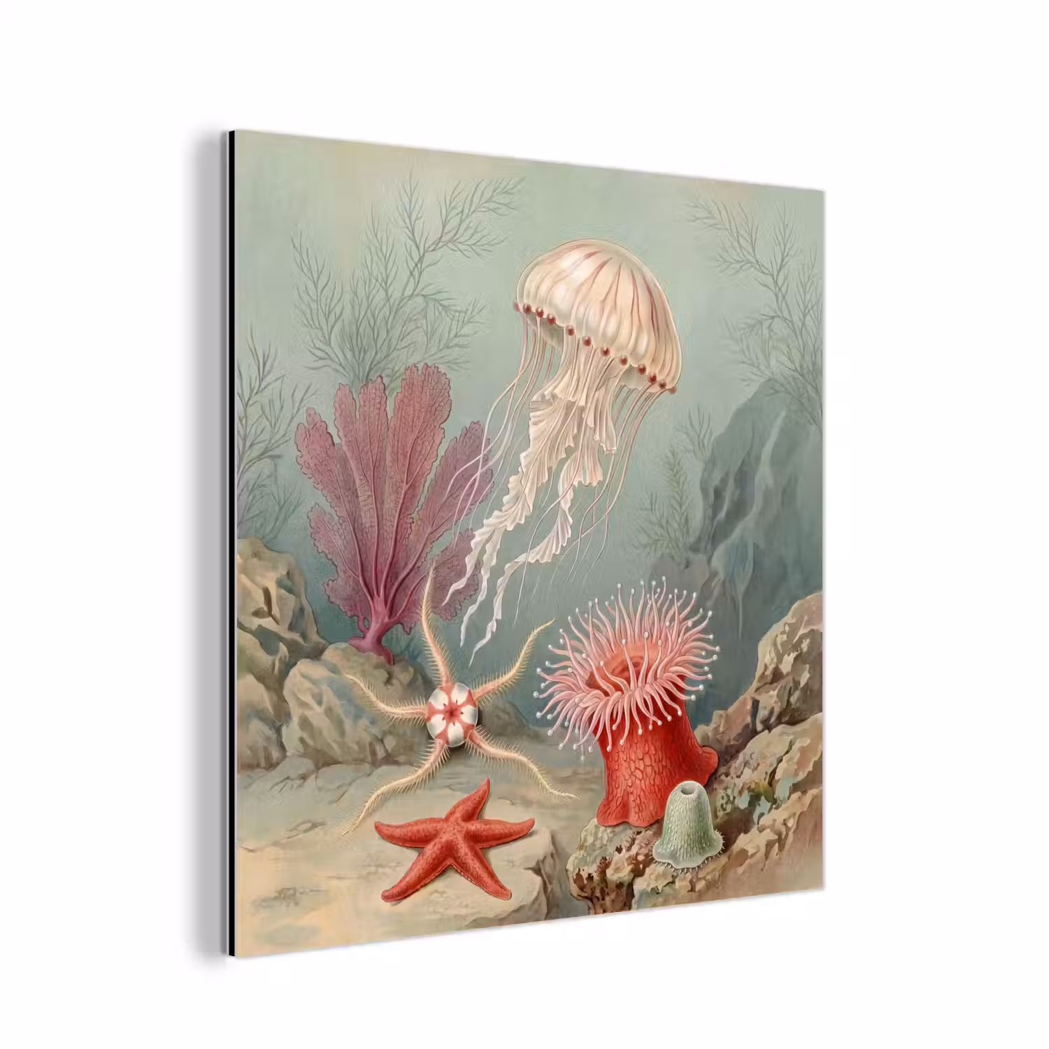 Zeeleven - Kwal - Onderwater - Illustratie - Beige aluminium wit klein -3d