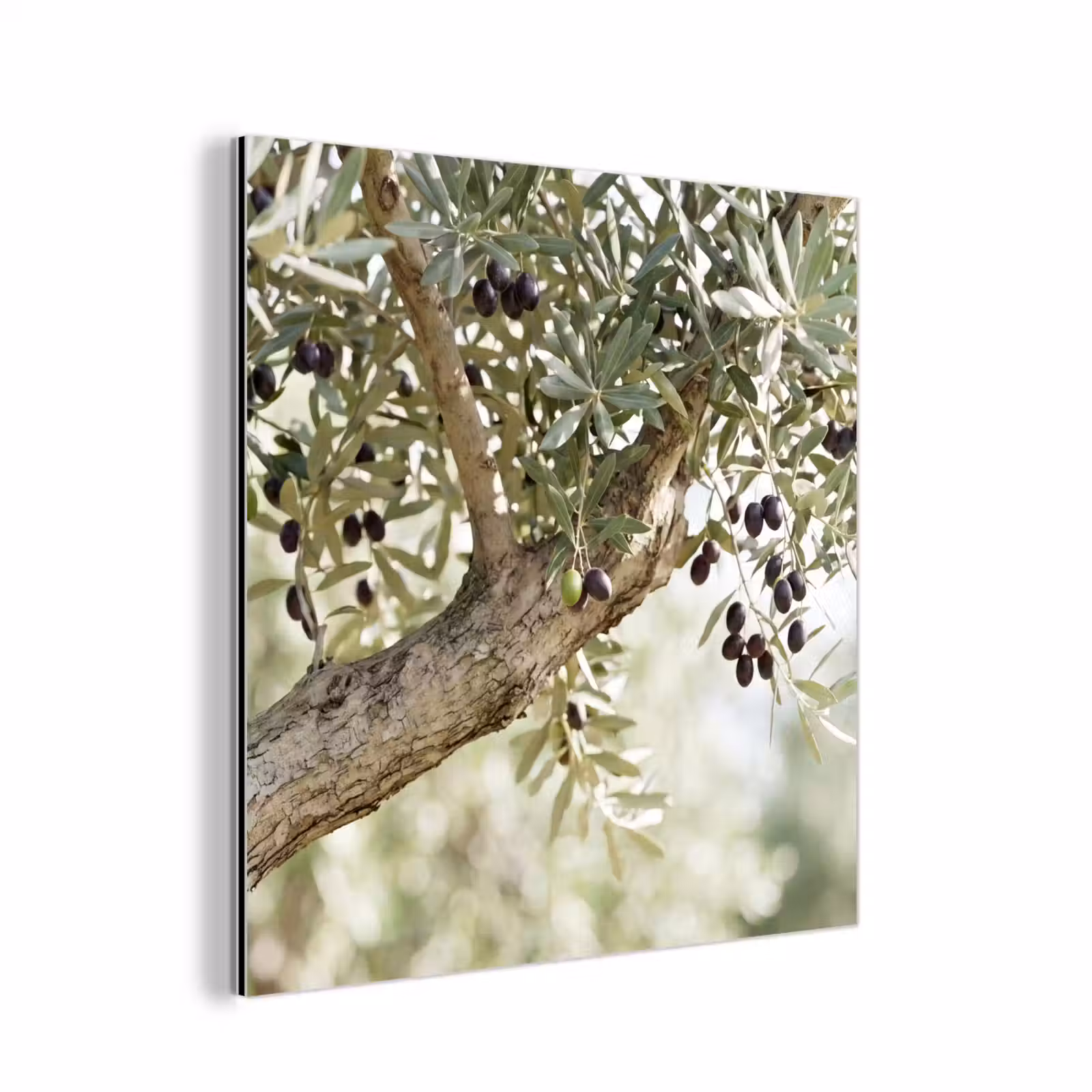 Alu-Dibond-Bild - Olivenbaum – Zweig – grün - Olijfboom - tak - groen aluminium wit klein