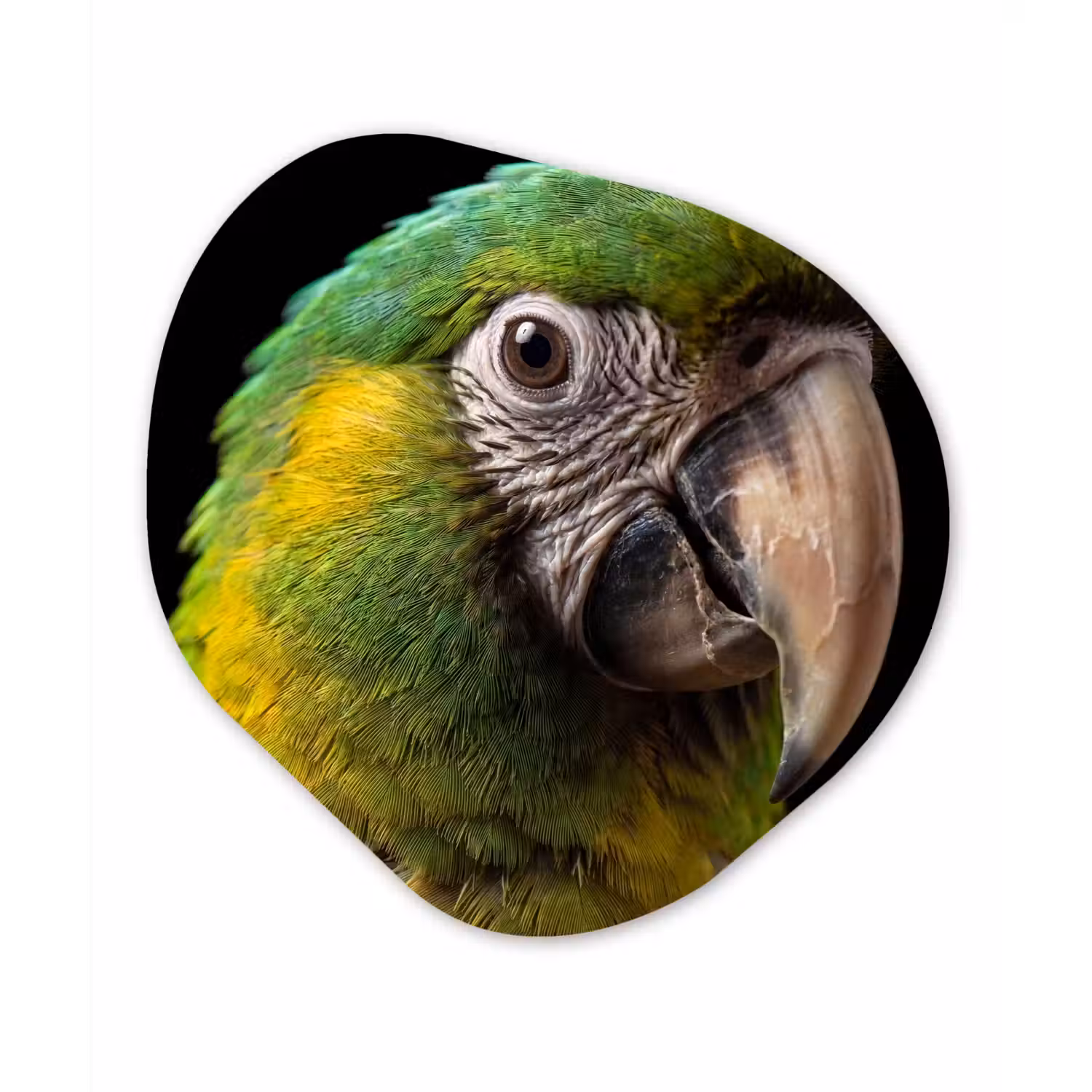 Ara - Portret - Groen Wandcirkel Organisch Aluminium middel -3d