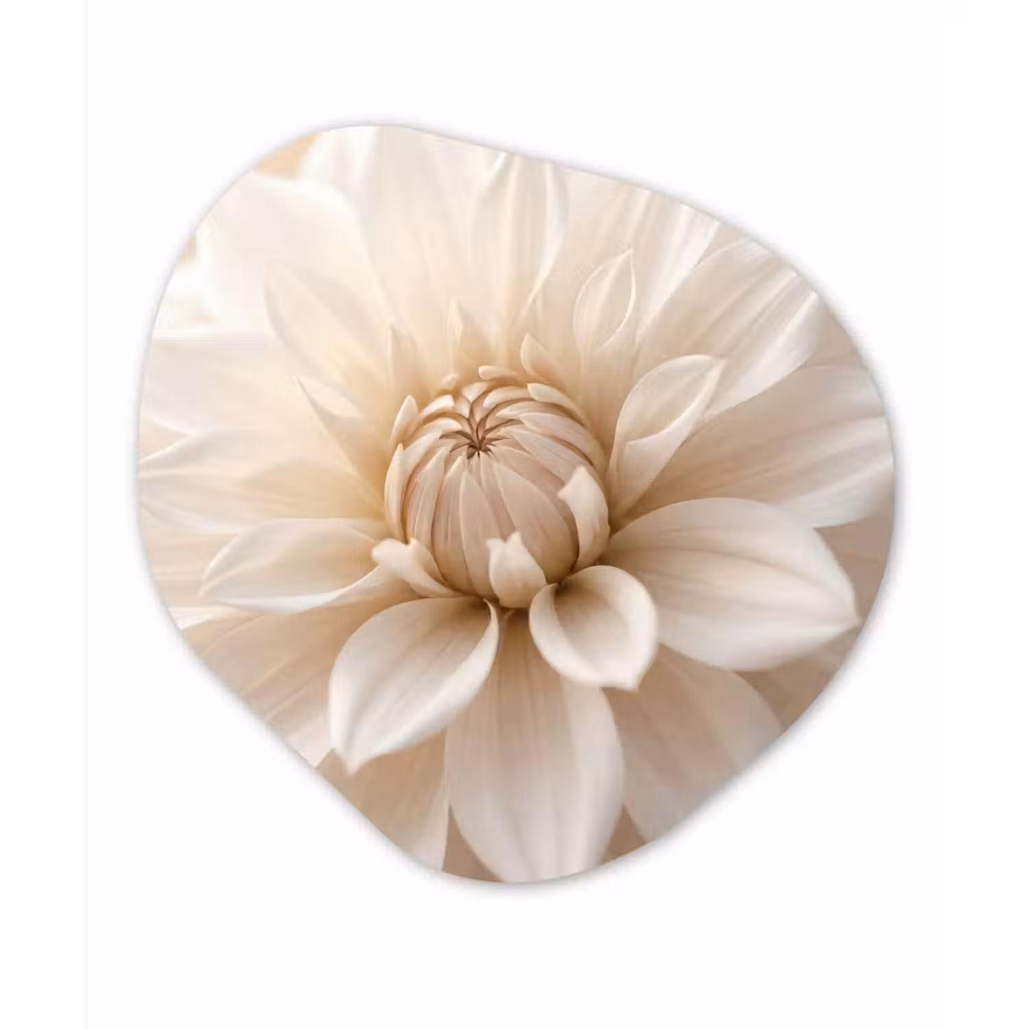 Bloem - Dahlia - Wit Wandcirkel Organisch Aluminium middel -3d