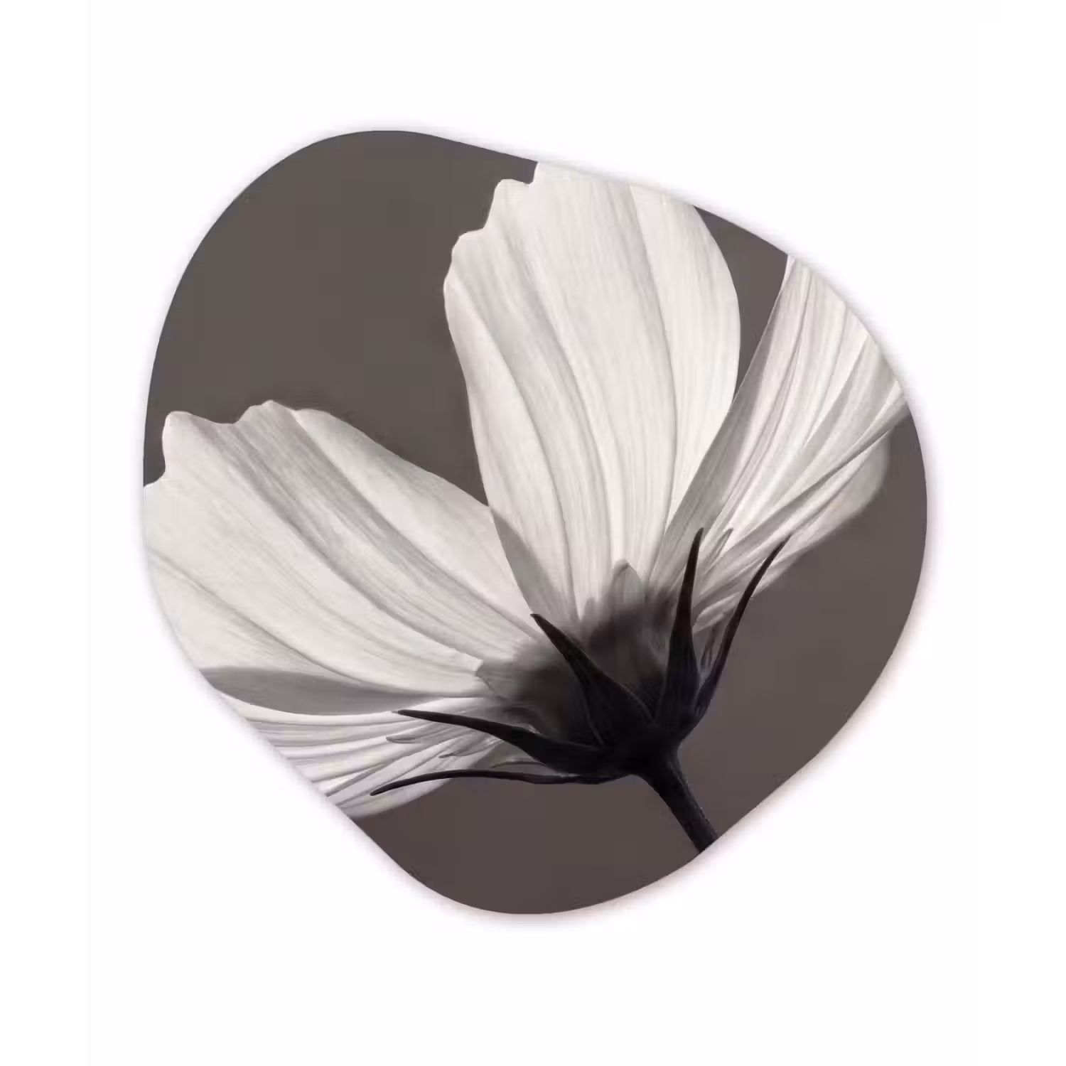 Bloem - Minimalistisch - Zwart - Wit Wandcirkel Organisch Aluminium middel -3d