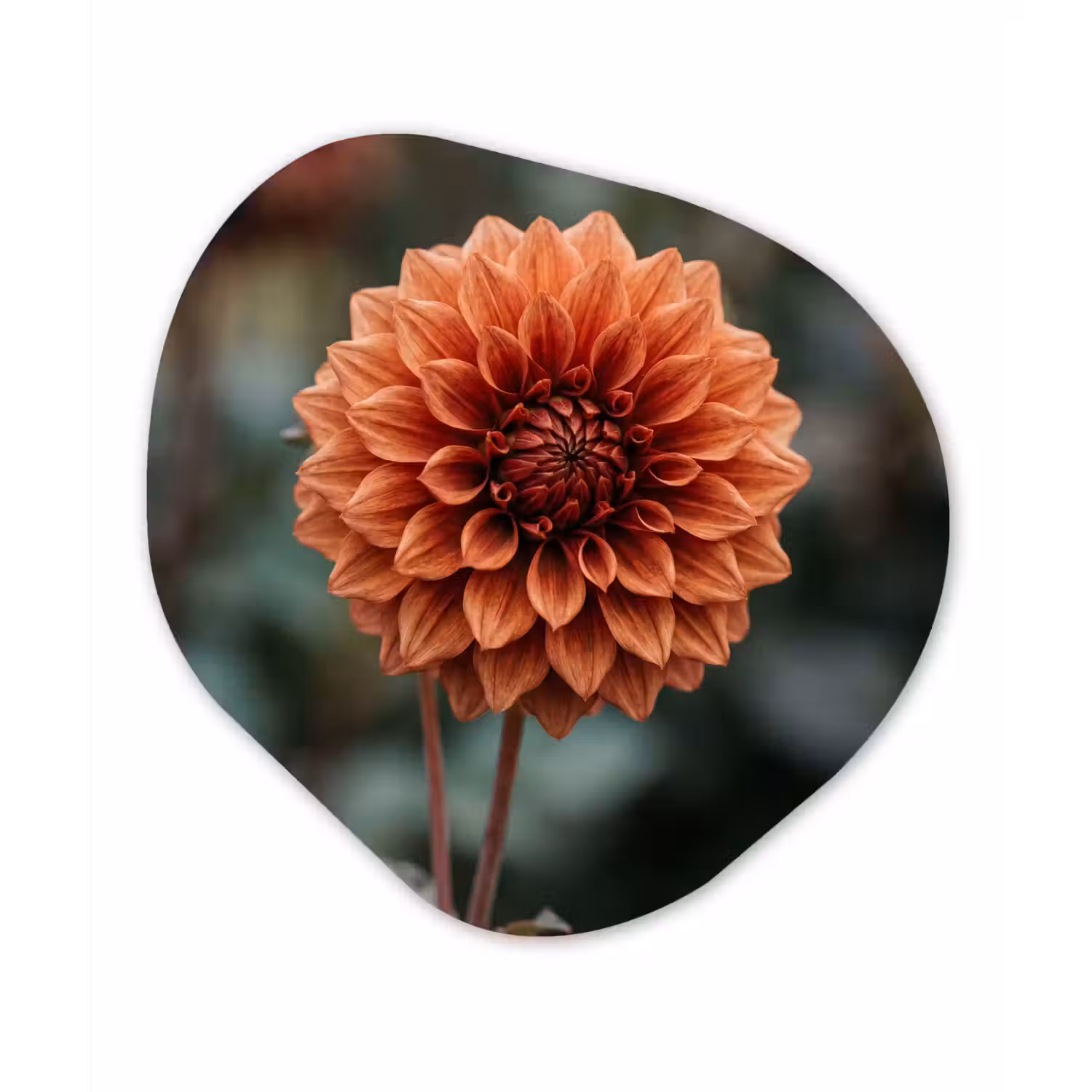 Dahlia - Bloem - Natuur - Sfeervol Wandcirkel Organisch Aluminium middel -3d