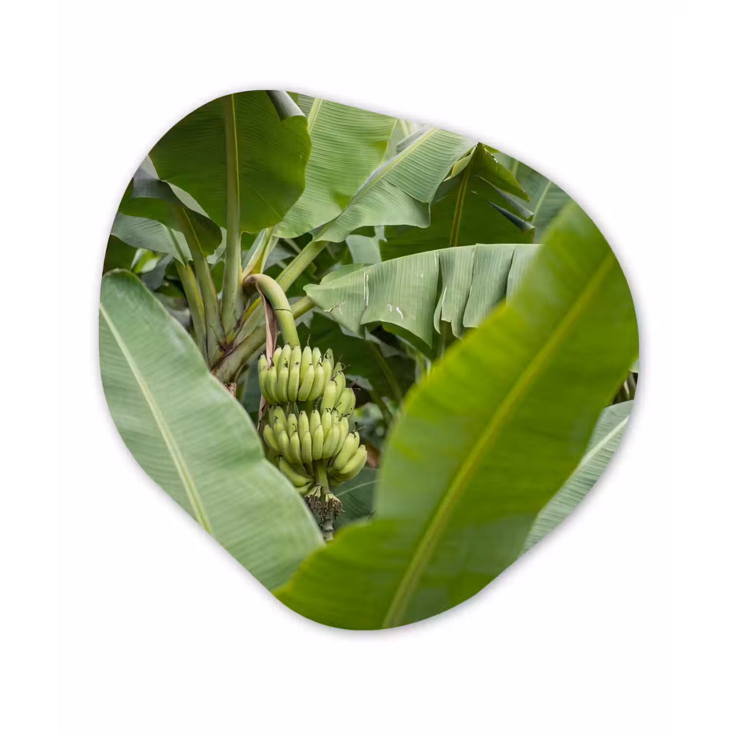 Eten - Bananen - Plantage - Groen Wandcirkel Organisch Aluminium middel -3d