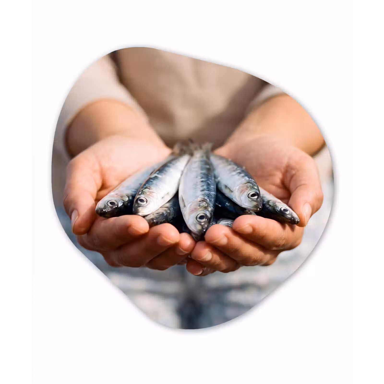 Alu-Dibond-Bild Organische Form - Fisch – Hände – Natur - Vis - Handen - Natuur Wandcirkel Organisch Aluminium middel
