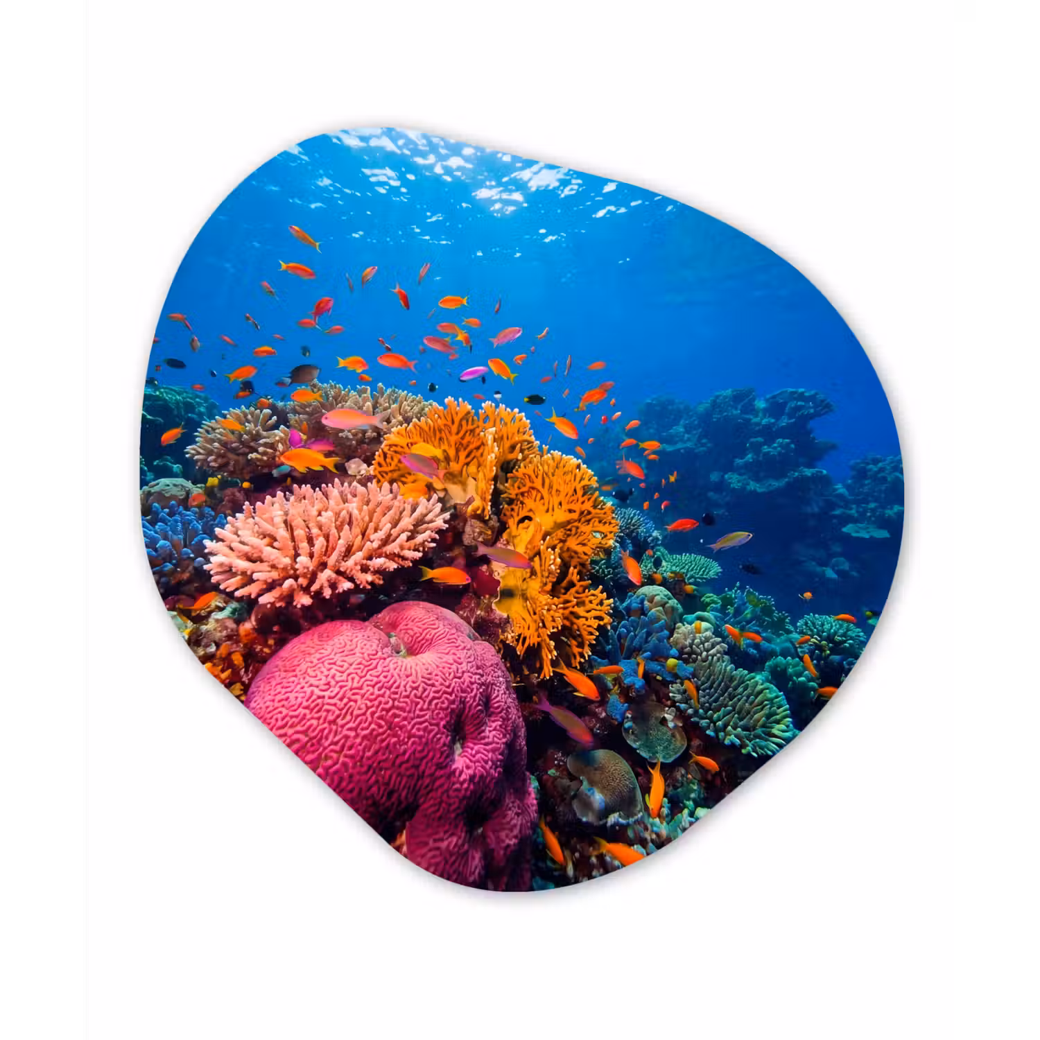 Koraal - Vissen - Oceaan - Natuur - Kleurrijk Wandcirkel Organisch Aluminium middel -3d