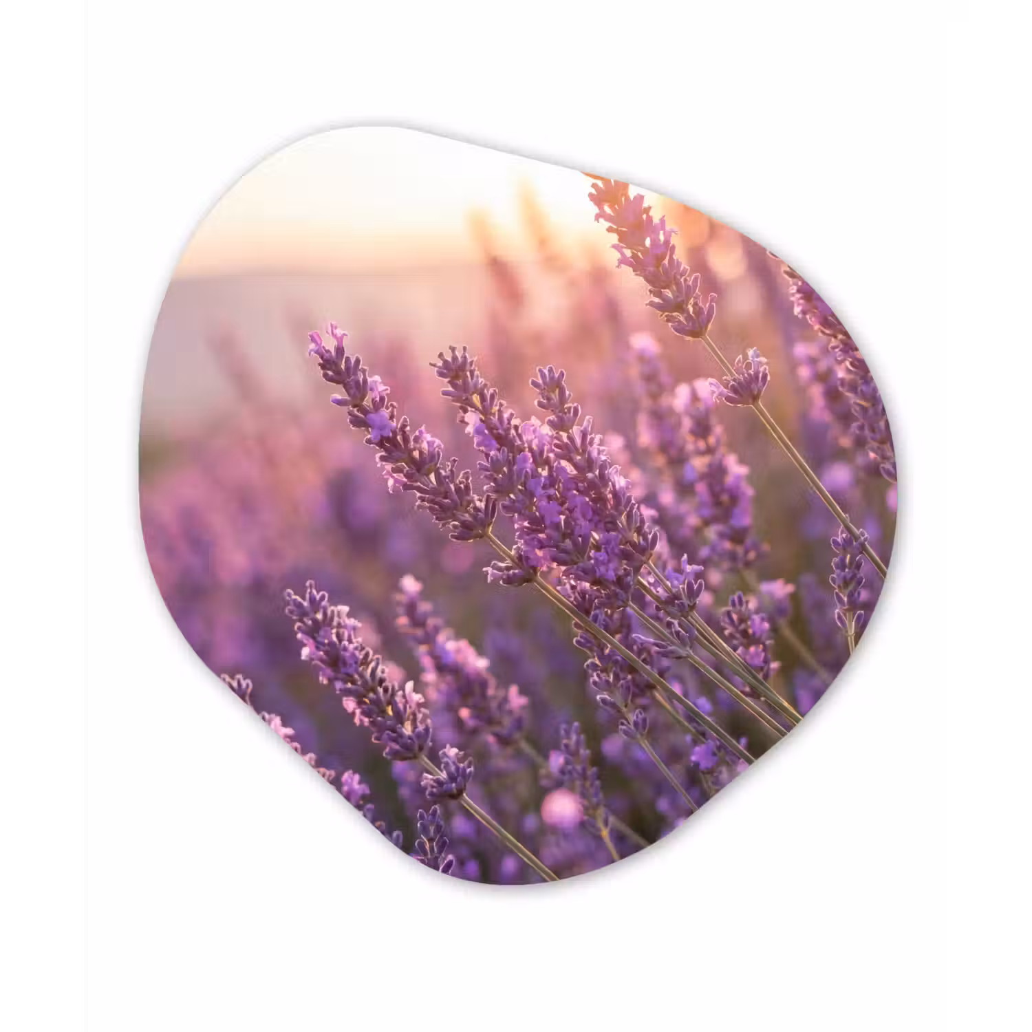 Lavendel - Paars - Zonlicht Wandcirkel Organisch Aluminium middel -3d
