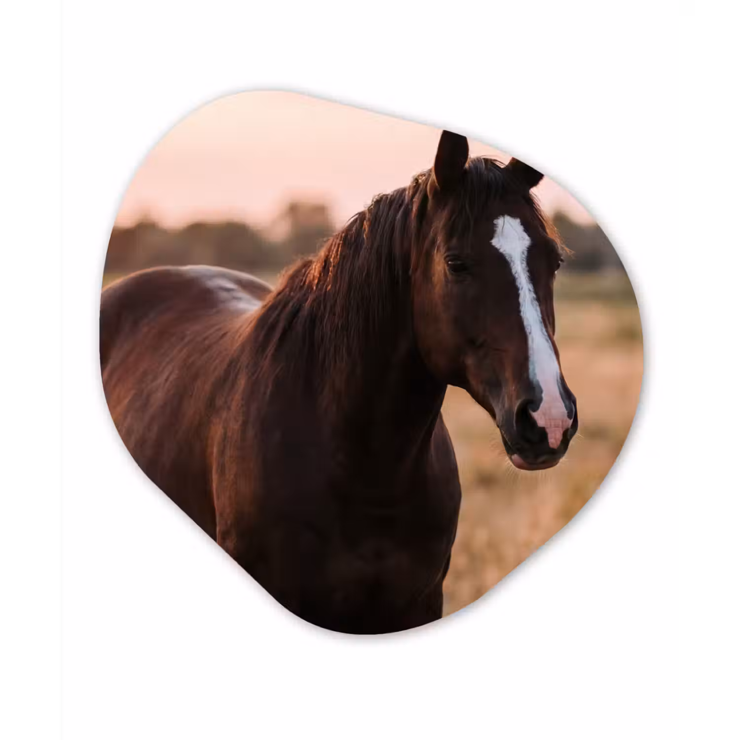 Paard - Zonsondergang - Bruin Wandcirkel Organisch Aluminium middel -3d
