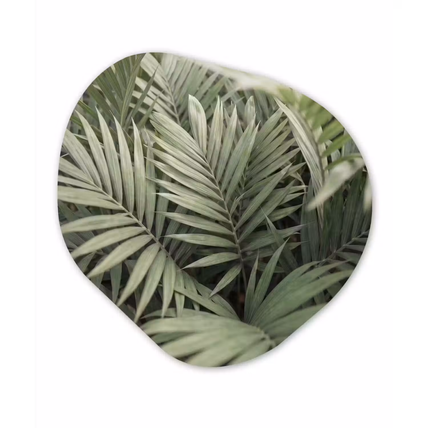 Plant - Palmbladeren - Natuur - Groen Wandcirkel Organisch Aluminium middel -3d