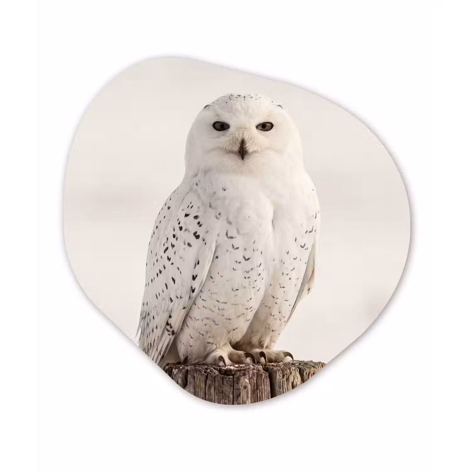 Sneeuwuil - Paal - Winter - Portret - Majestueus Wandcirkel Organisch Aluminium middel -3d