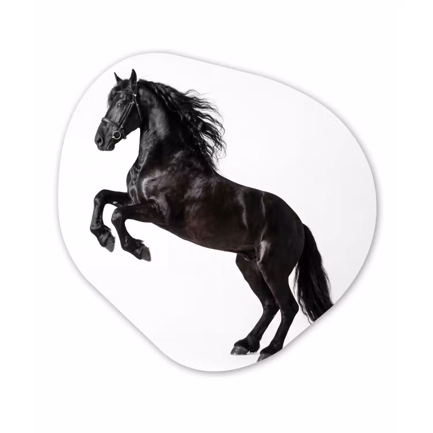 Zwart - Paard - Portret Wandcirkel Organisch Aluminium middel -3d